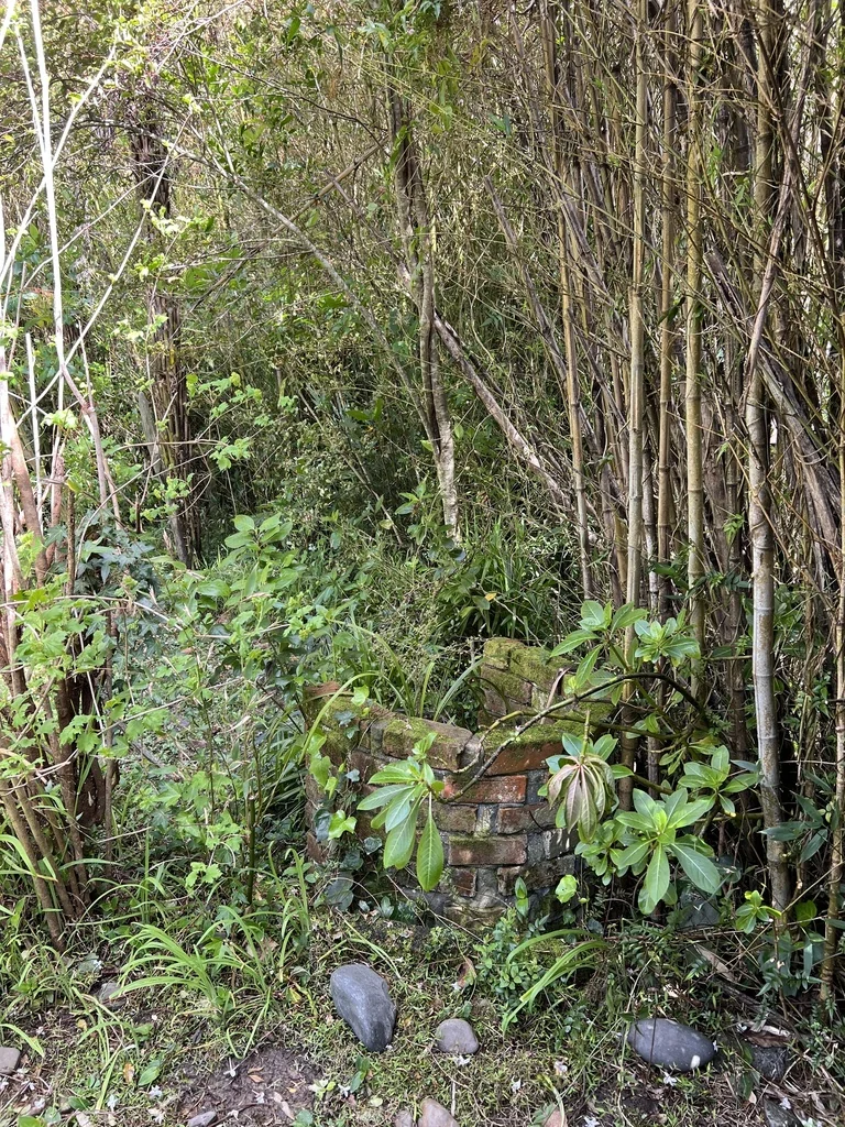 Impatiens Sodenii