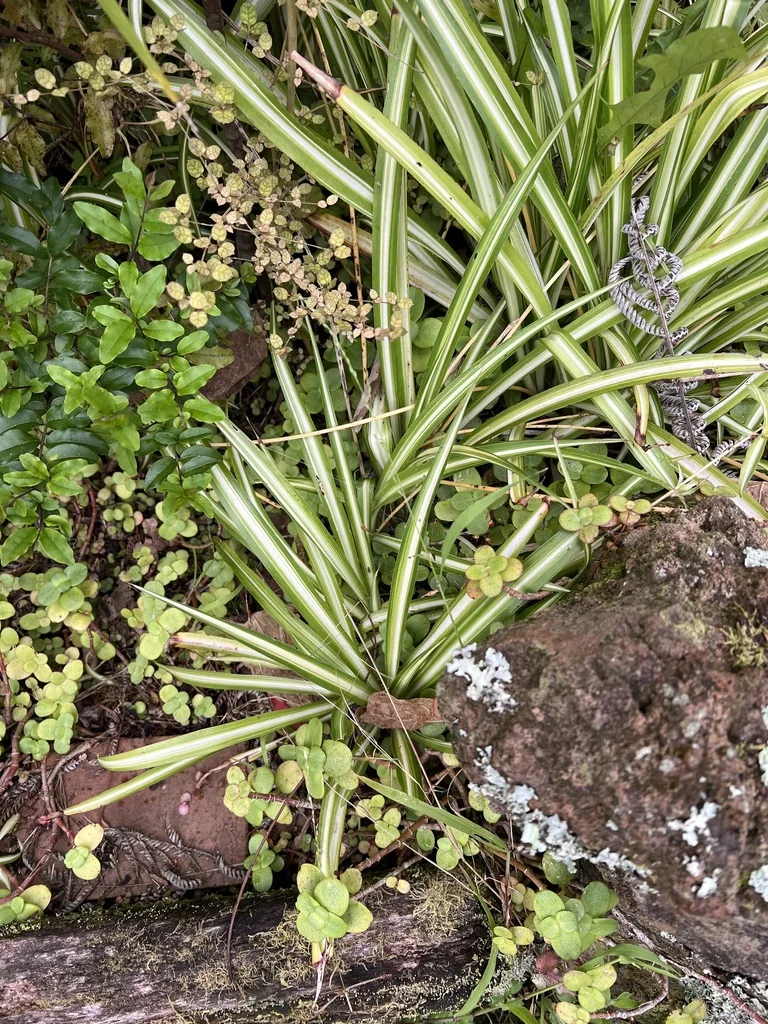 Chlorophytum comosum