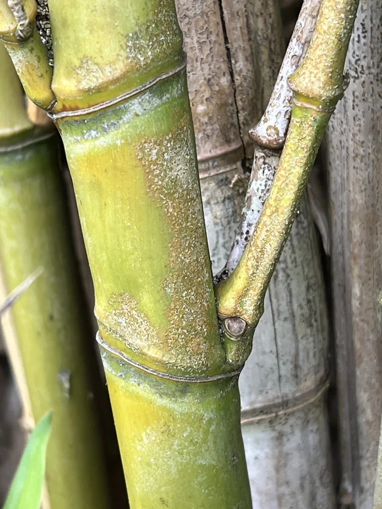Phyllostachys Aurea
