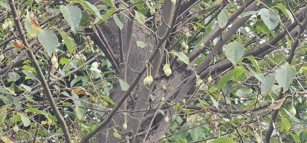 Styrax Japonicus