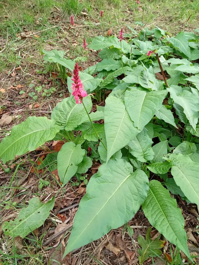 Persicaria amplexicaulis
