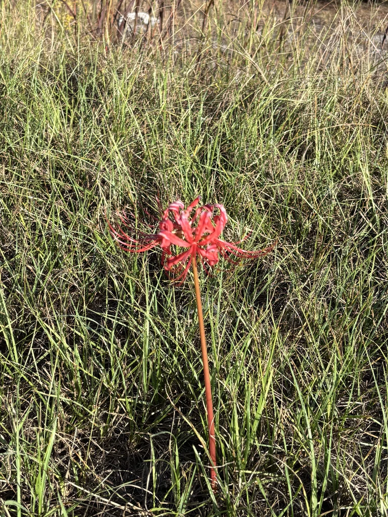 Lycoris Radiata