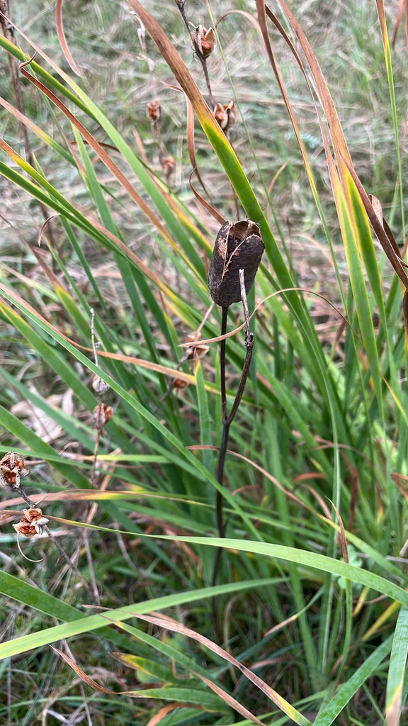 Iris Sibirica