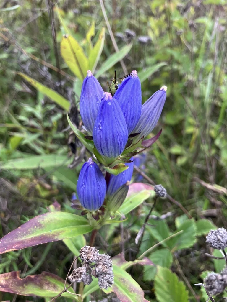 Gentiana Andrewsii