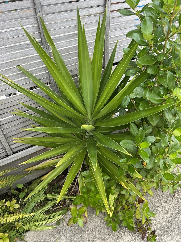 Yucca Elephantipes