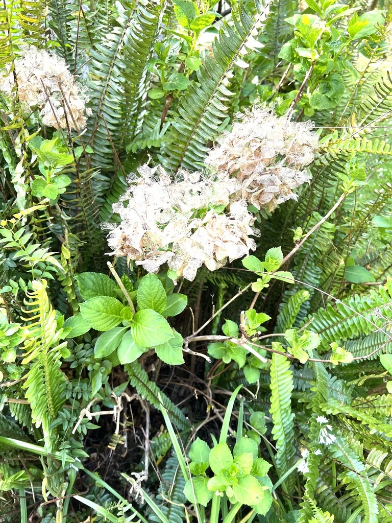 Hydrangea macrophylla
