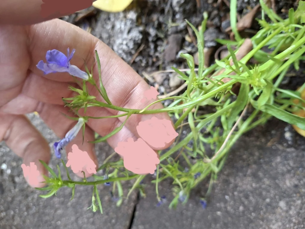 Lobelia erinus