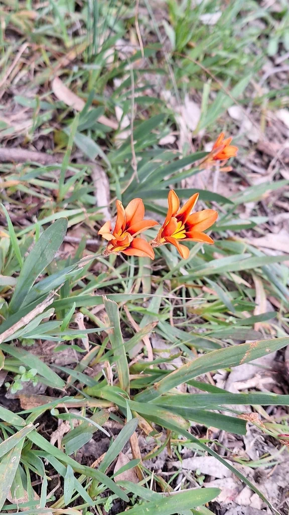 Sparaxis Tricolor