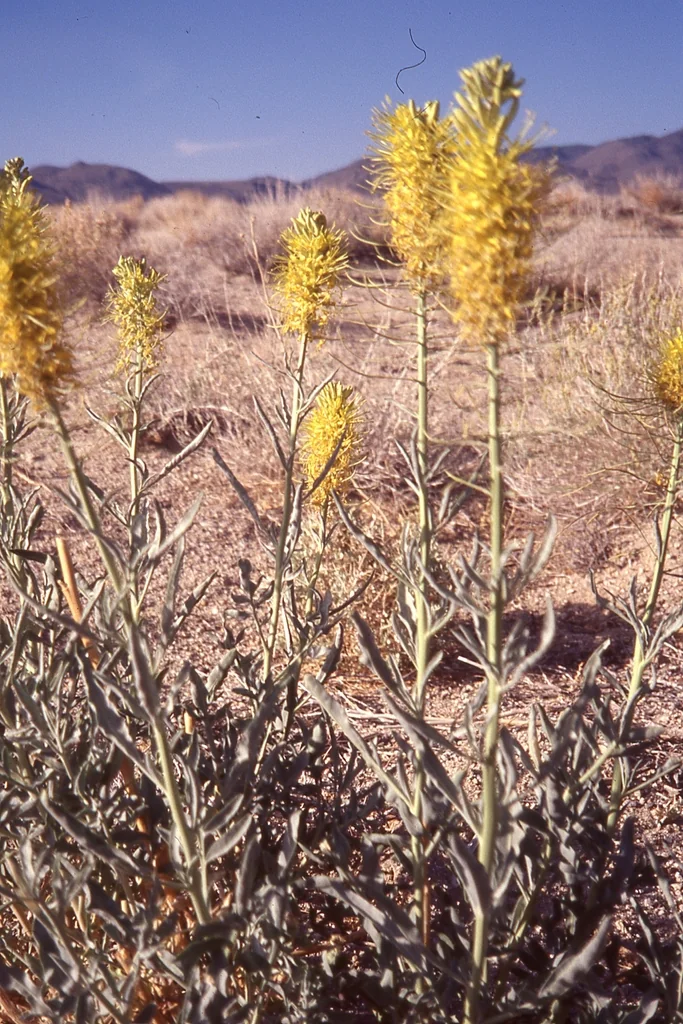 Stanleya Pinnata