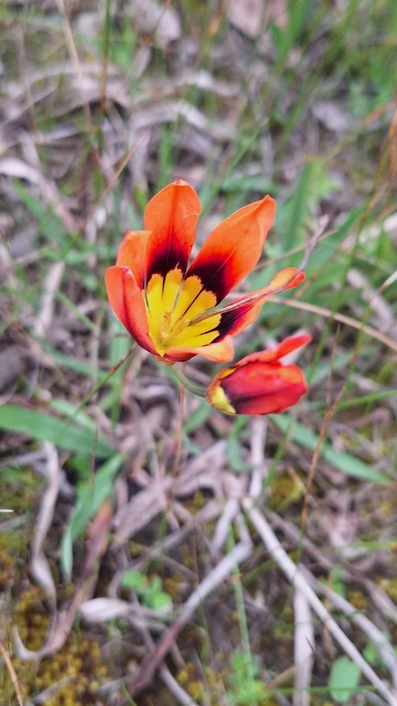 Sparaxis Tricolor