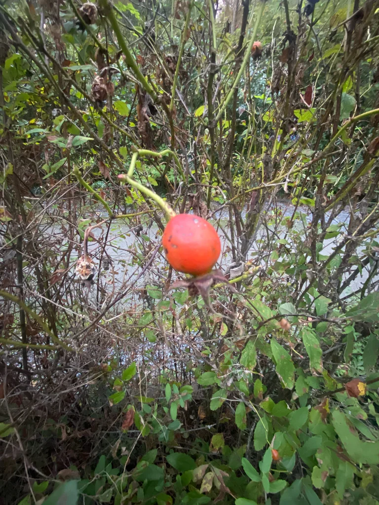 Rosa Nutkana