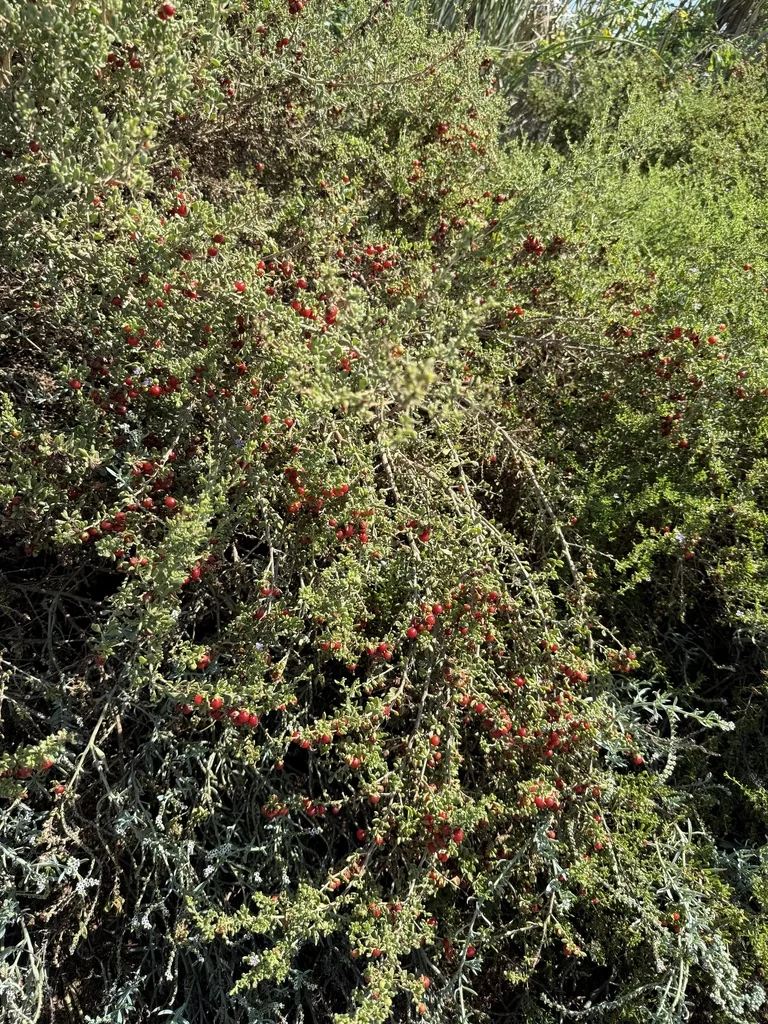 Lycium Brevipes