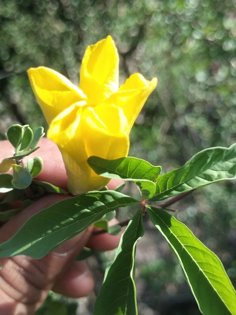 Merremia Aurea