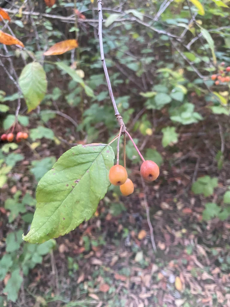 Malus Fusca