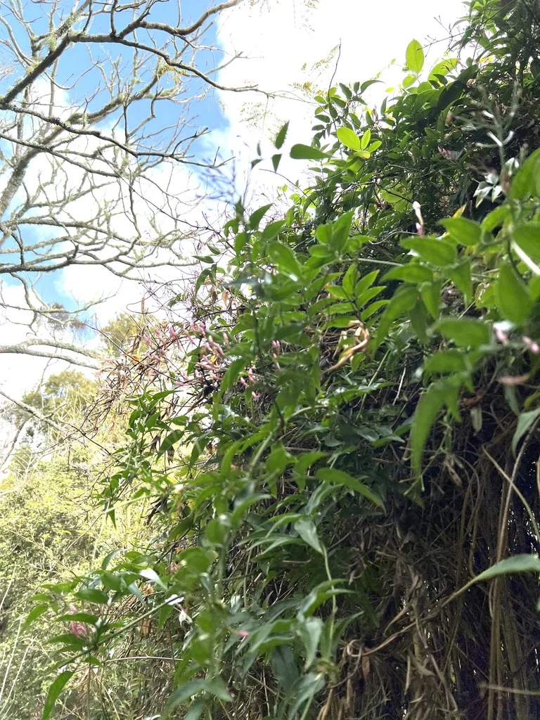 Jasminum Polyanthum