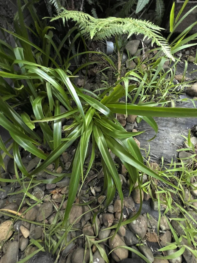 Chlorophytum comosum