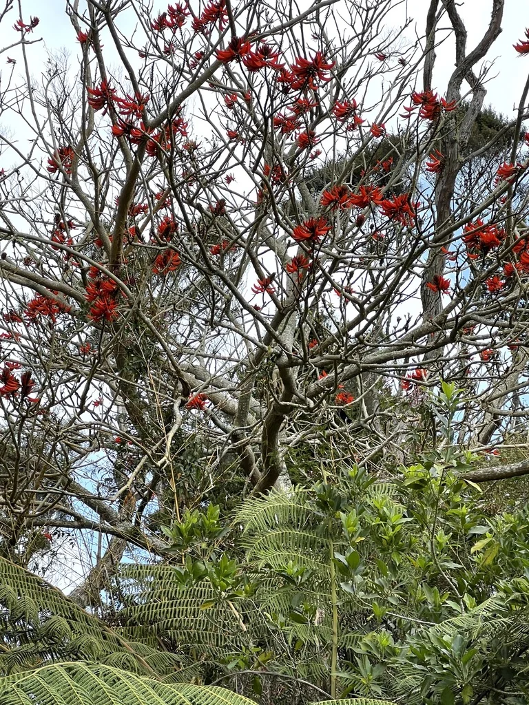 Erythrina X Sykesii