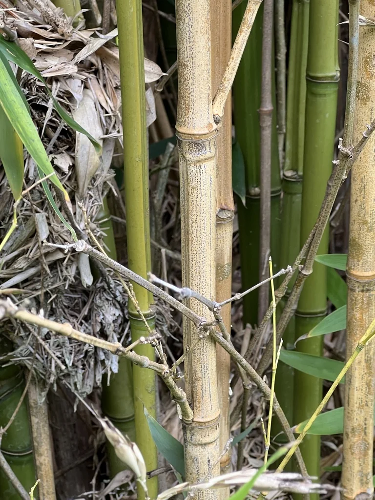 Phyllostachys Aurea