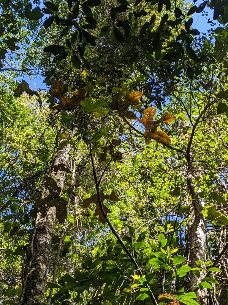 Brachychiton Acerifolius