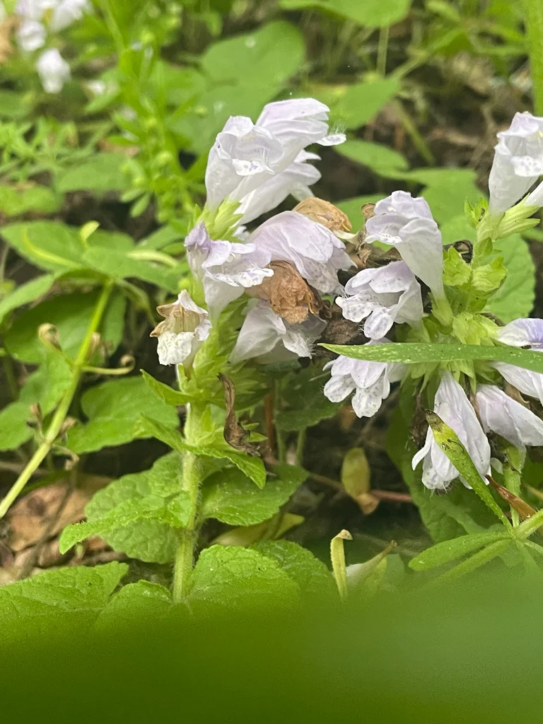 Meehania Cordata
