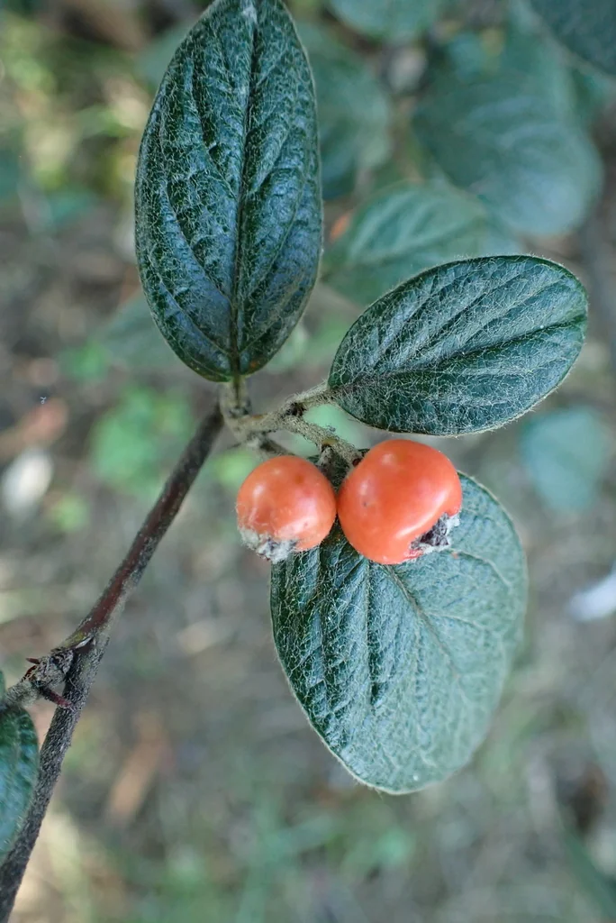 Cotoneaster Franchetii