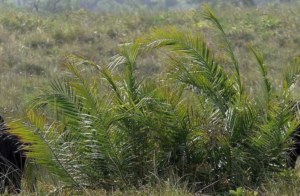 Phoenix reclinata