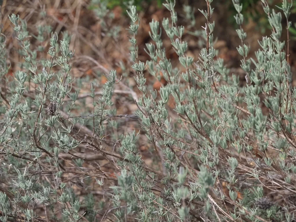 Lavandula Stoechas