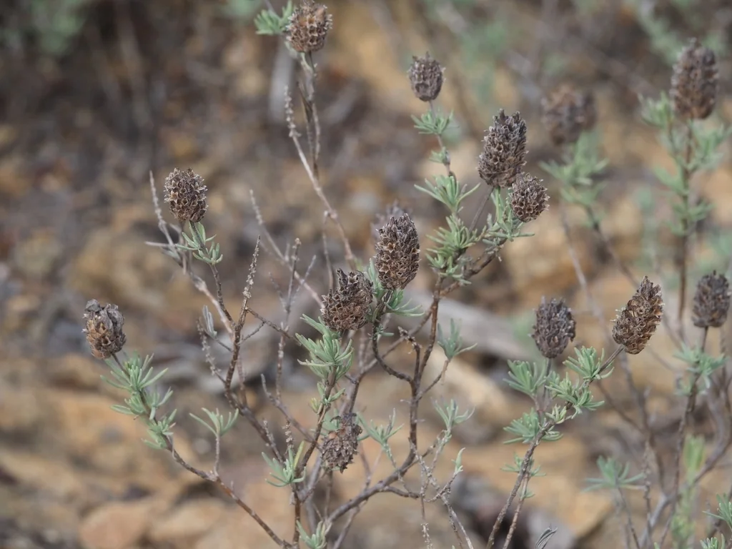 Lavandula Stoechas