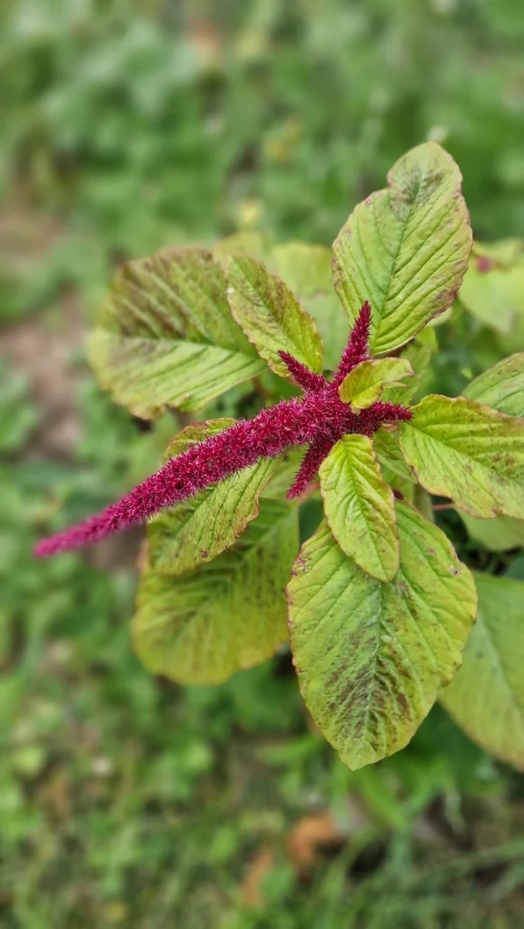 Amaranthus Caudatus