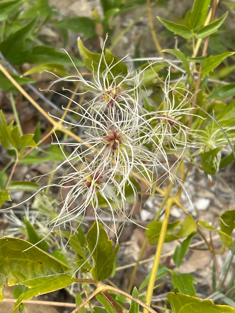 Clematis Ligusticifolia