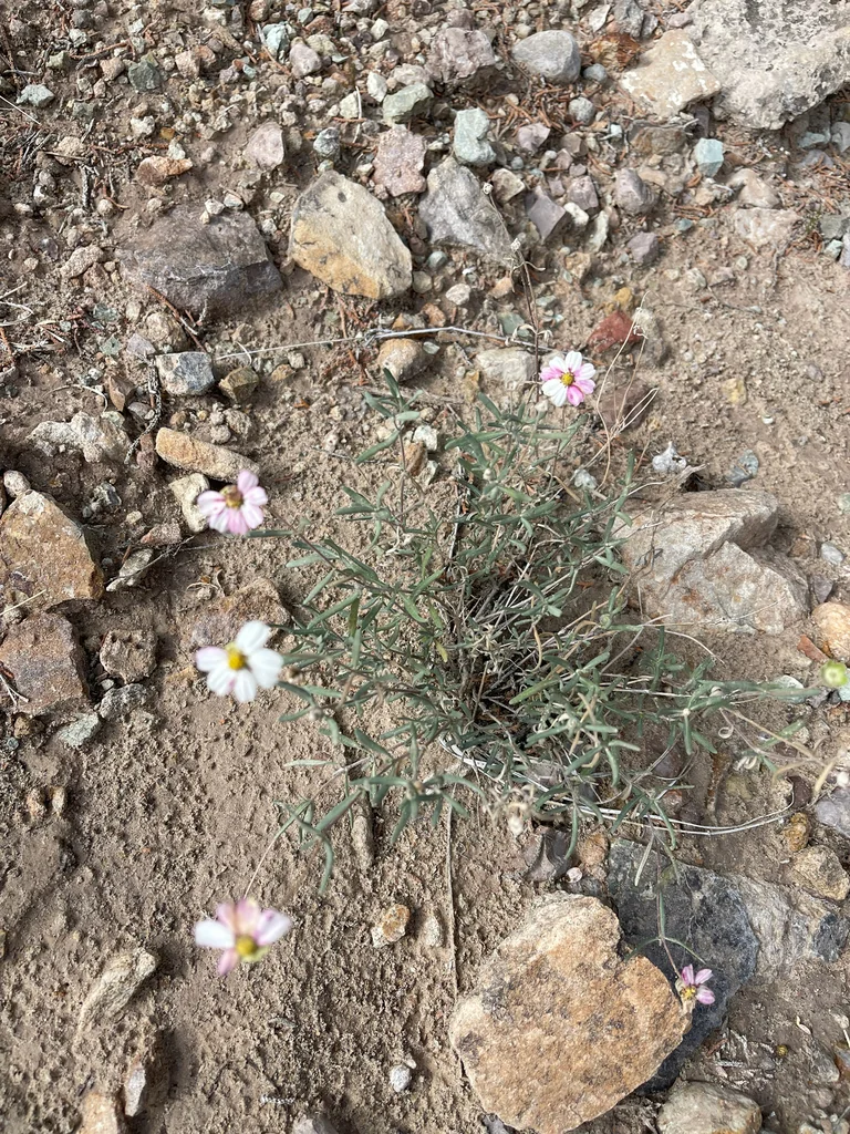 Melampodium Leucanthum