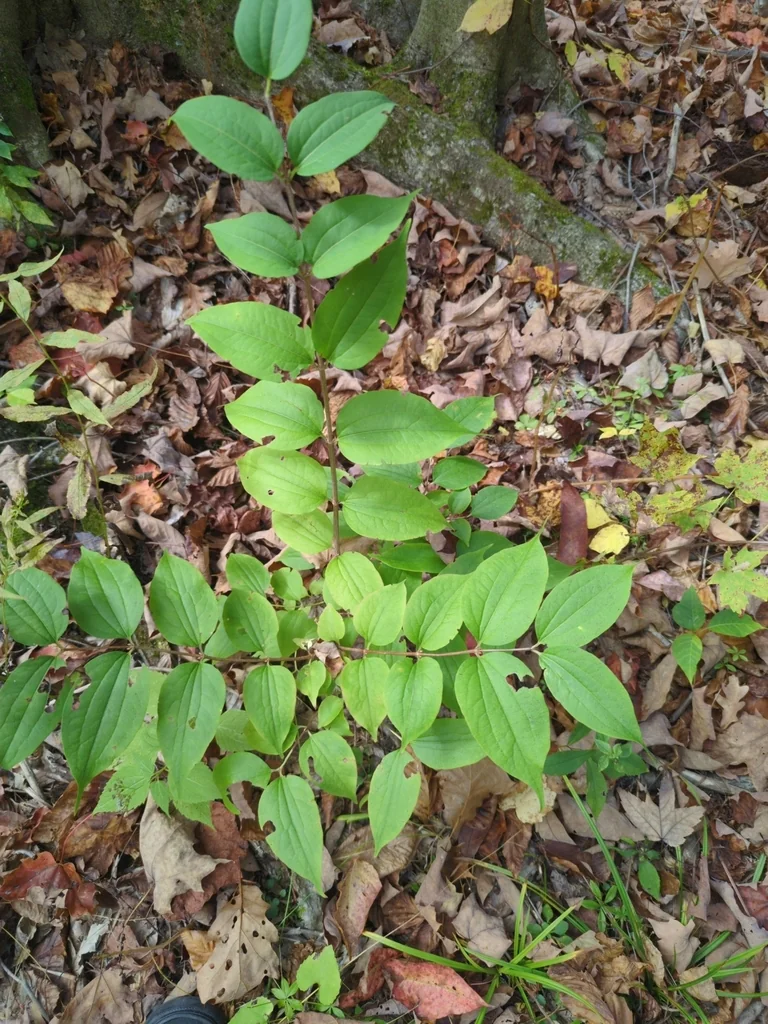 Heptacodium miconioides