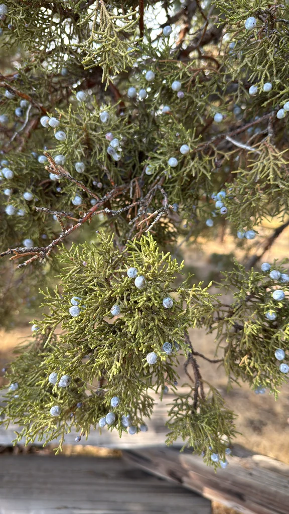 Juniperus Occidentalis