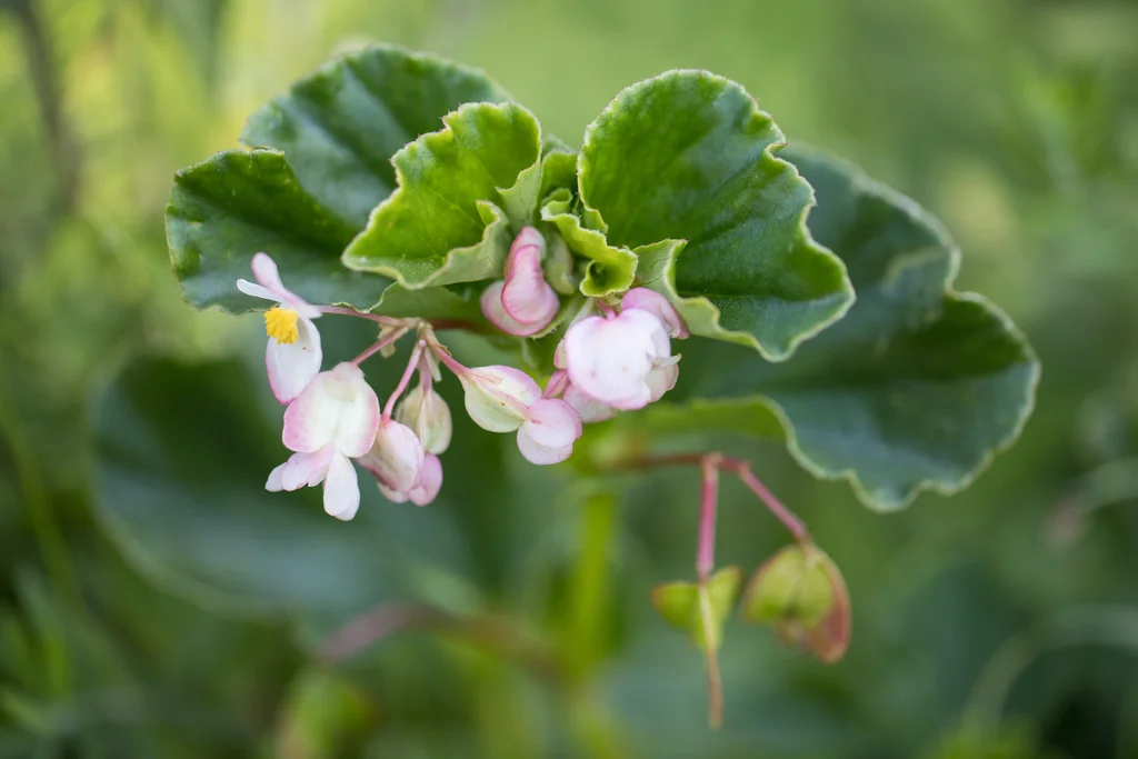 Begonia semperflorens