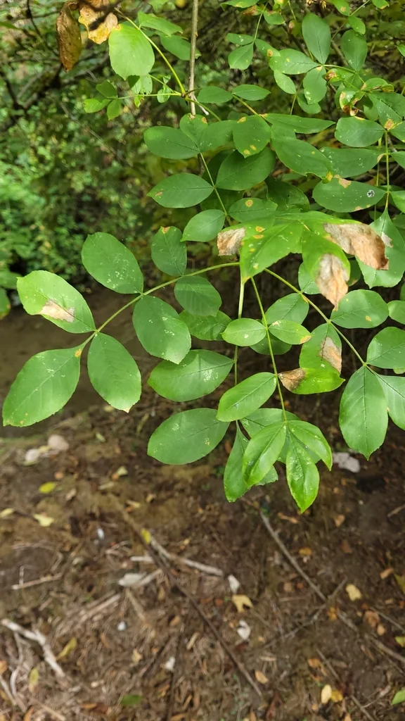 Fraxinus Latifolia