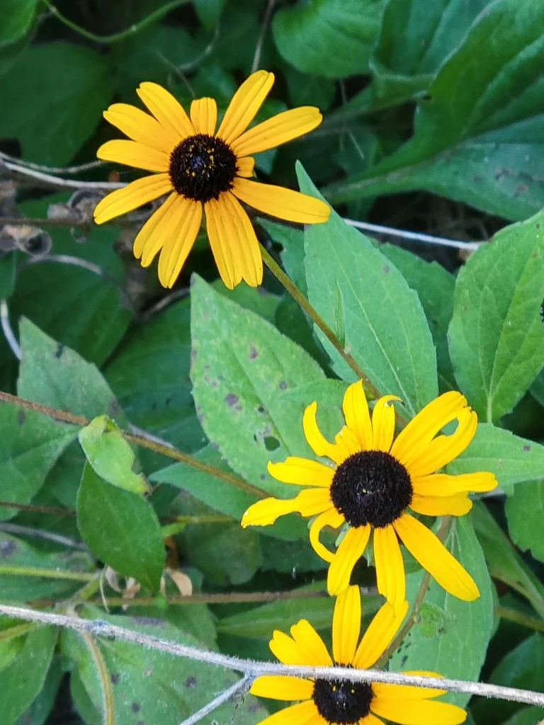 Rudbeckia Fulgida