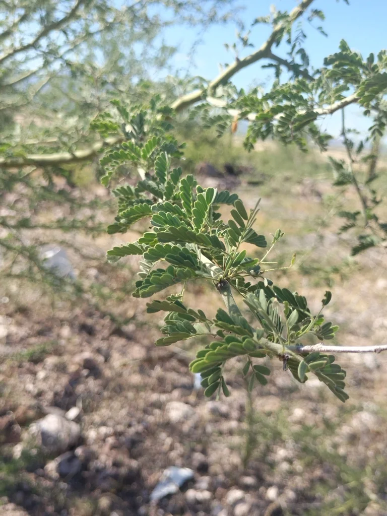 Parkinsonia Praecox