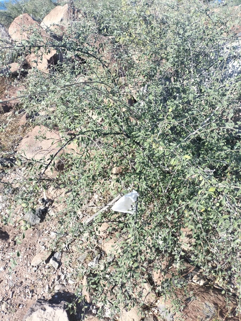 Cordia Parvifolia