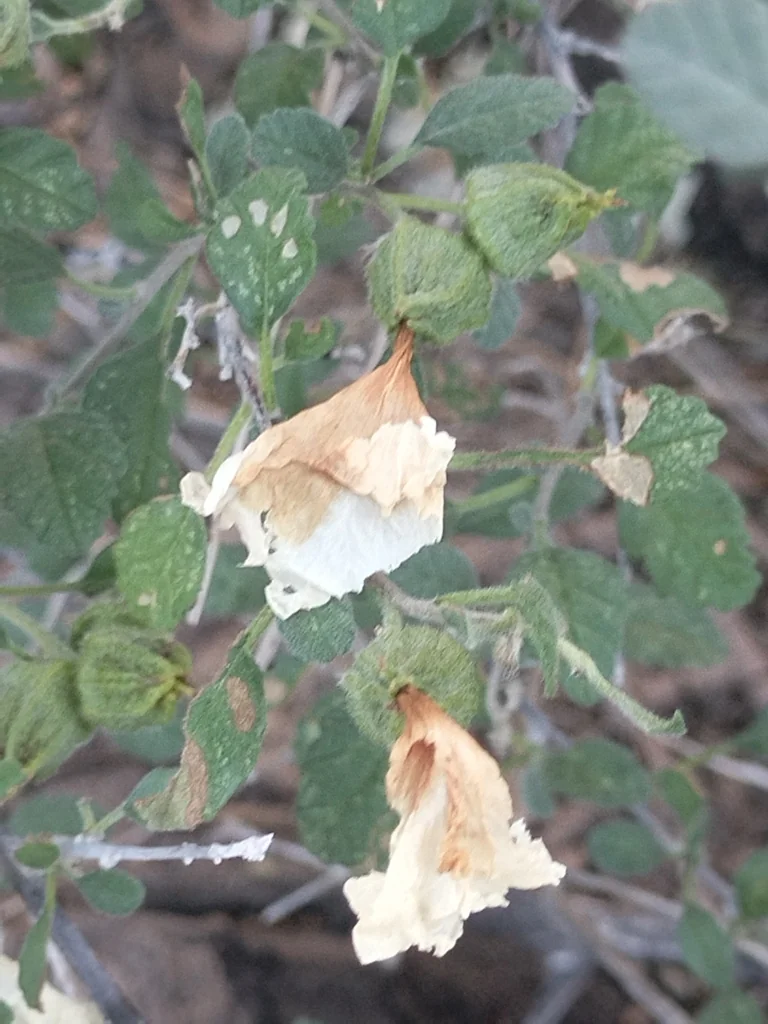 Cordia Parvifolia