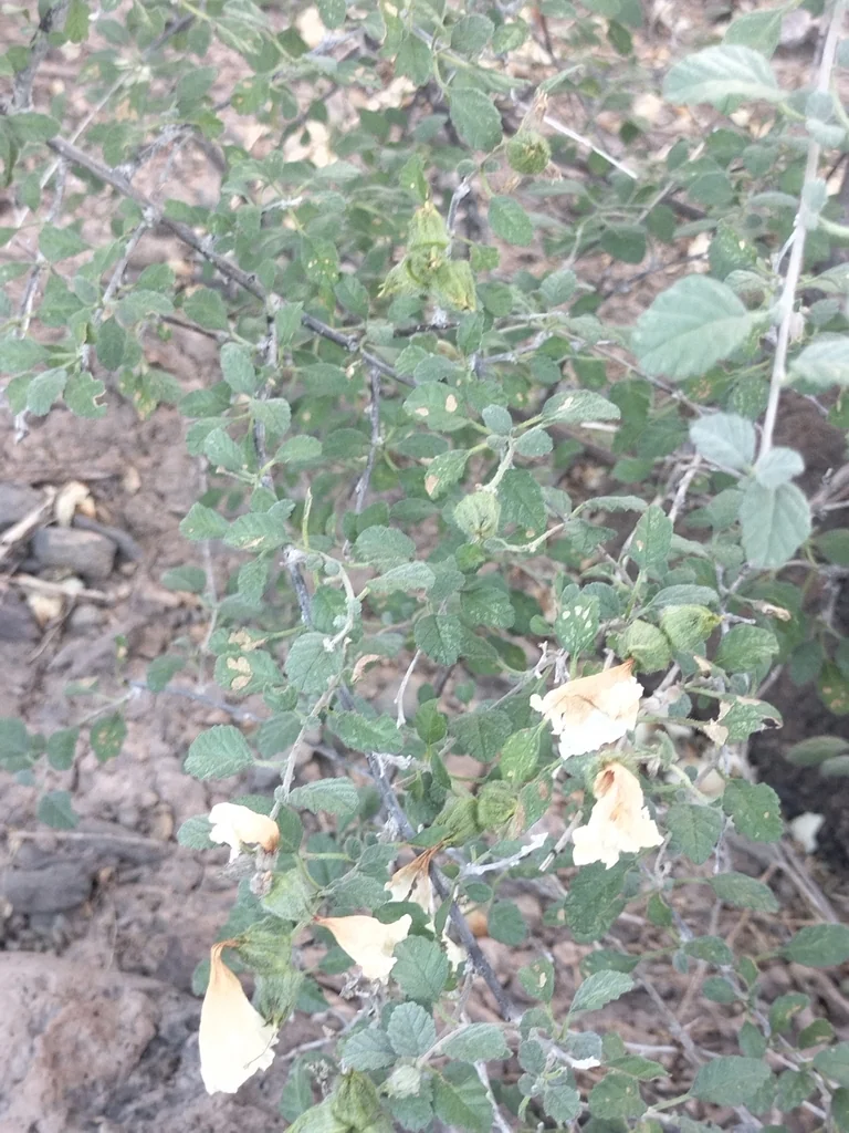 Cordia Parvifolia