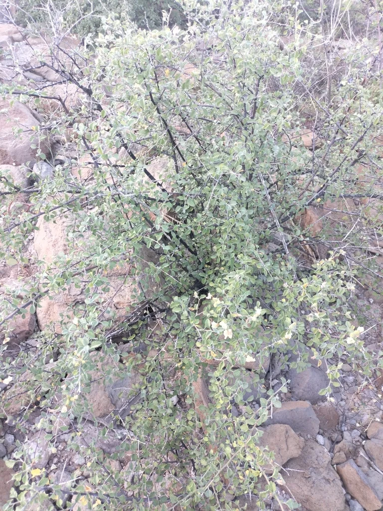 Cordia Parvifolia