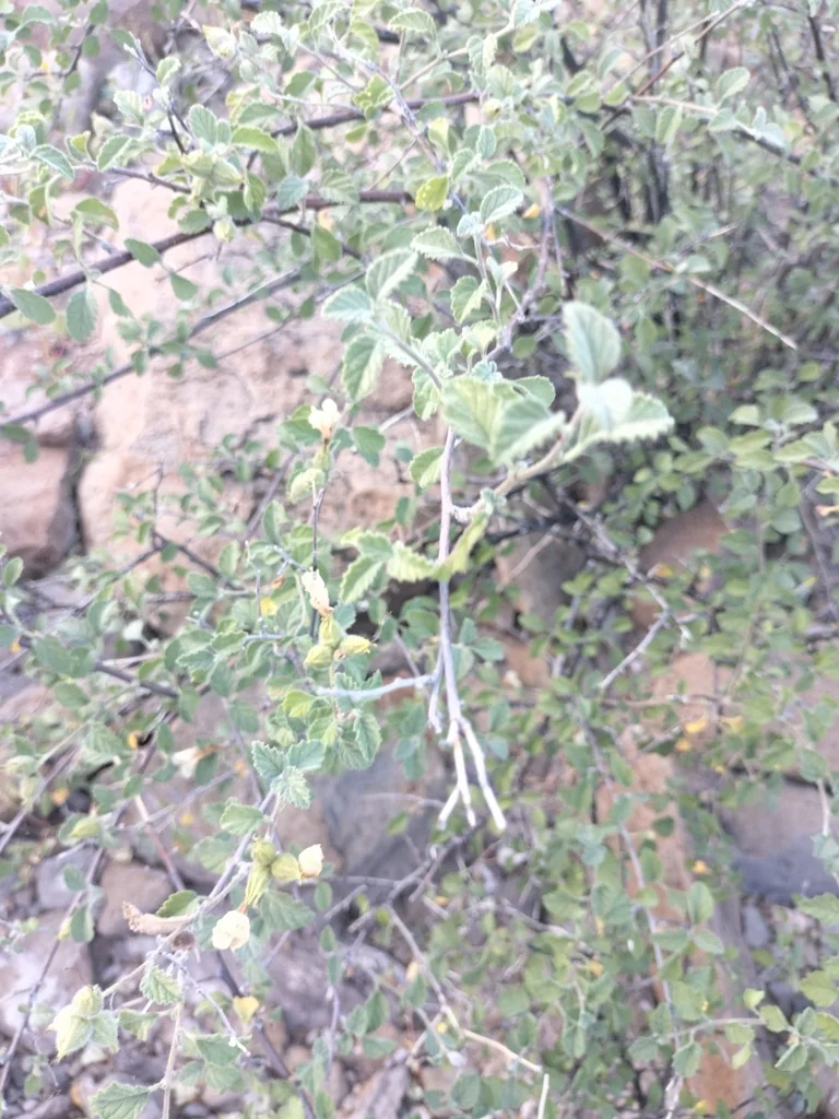 Cordia Parvifolia