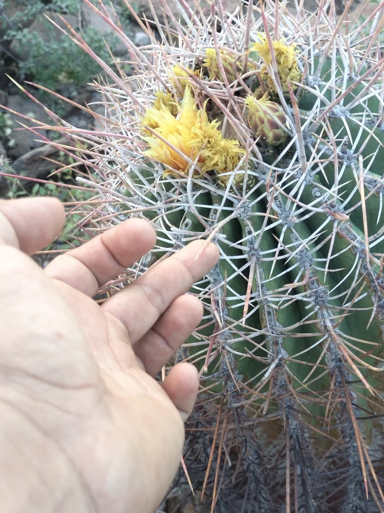 Ferocactus Emoryi Ssp. Rectispinus