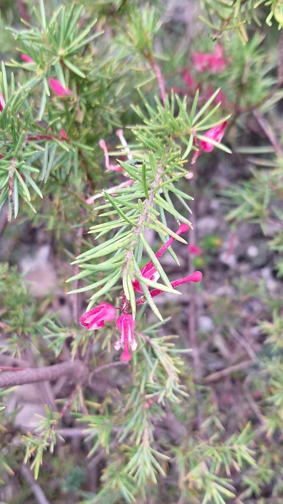 Grevillea Lavandulacea