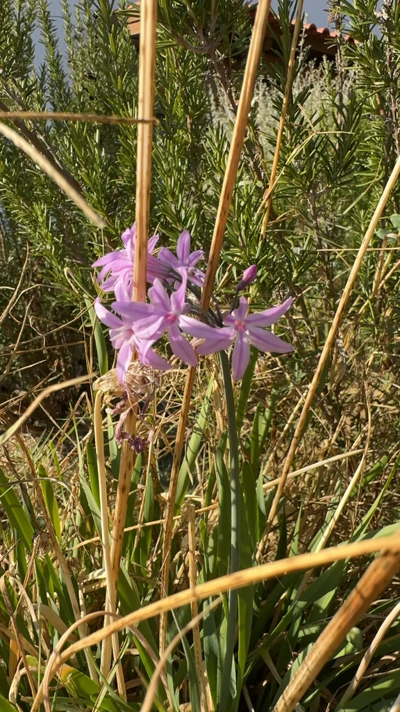 Tulbaghia Violacea