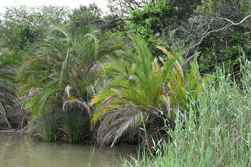 Phoenix reclinata