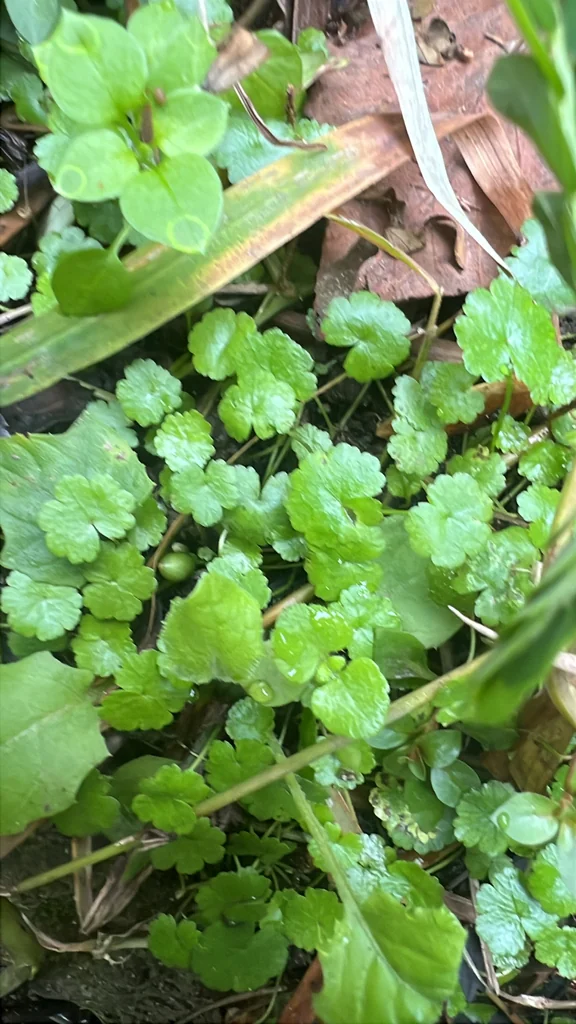 Hydrocotyle Sibthorpioides