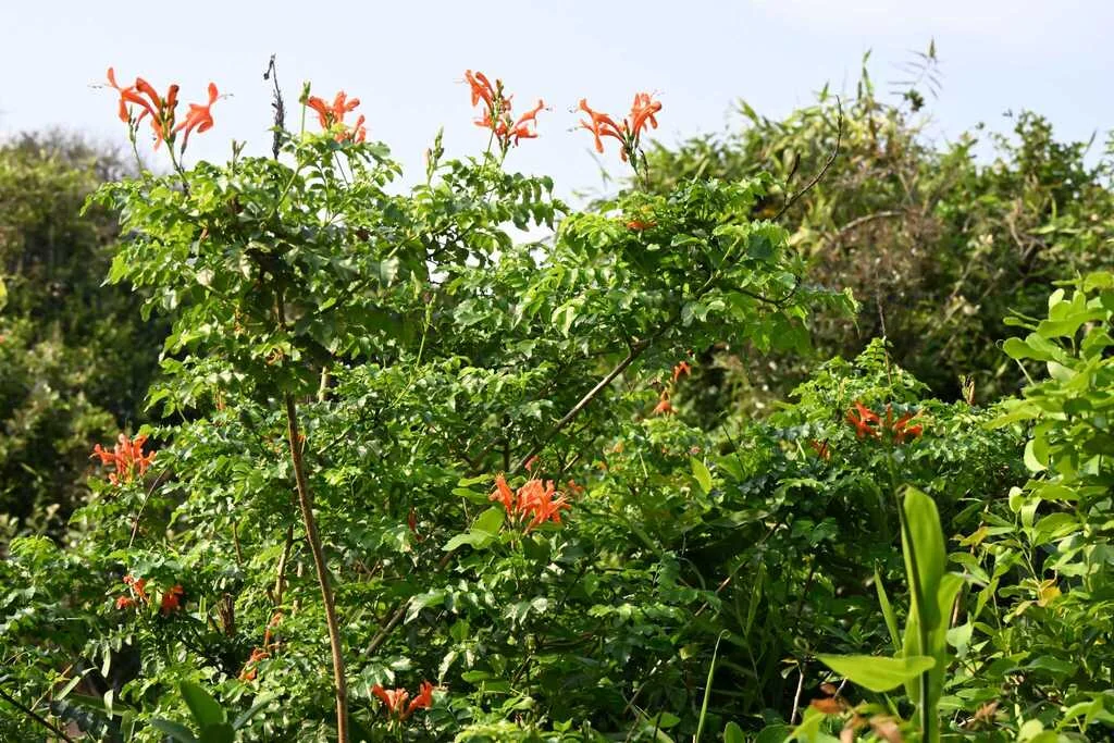 Tecoma Capensis