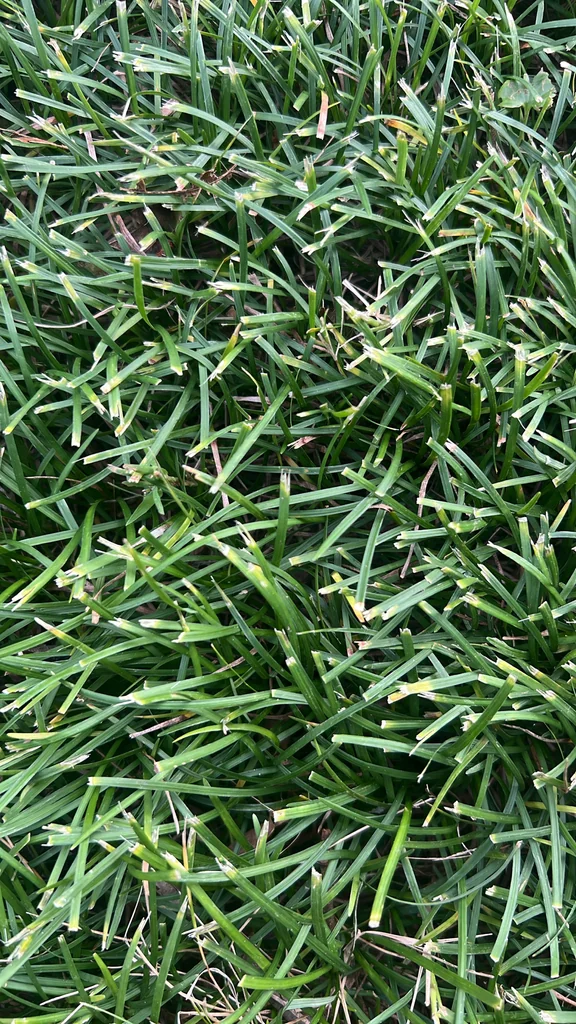 Ophiopogon Japonicus