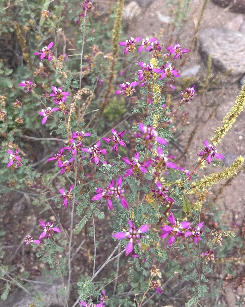 Dalea Frutescens